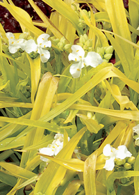 Tradescantia 'Angelic Charm'